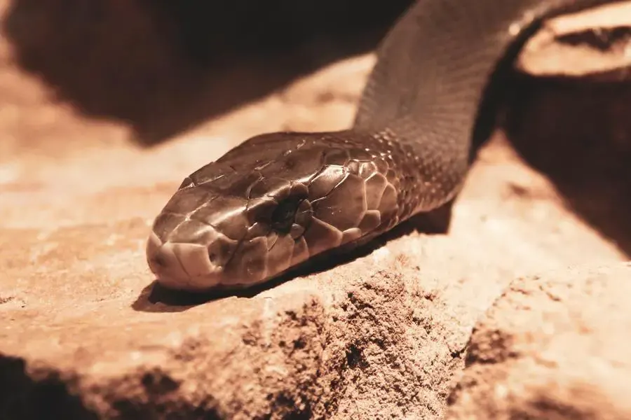 A picture of Black Mamba snake