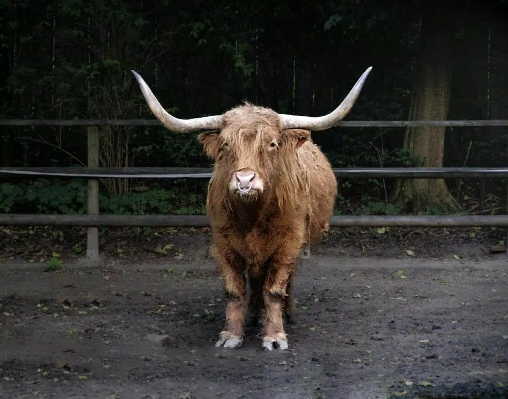 A picture of a brown bull
