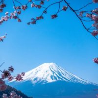 View of Mount Fuji from behind cherry blossom branches.
