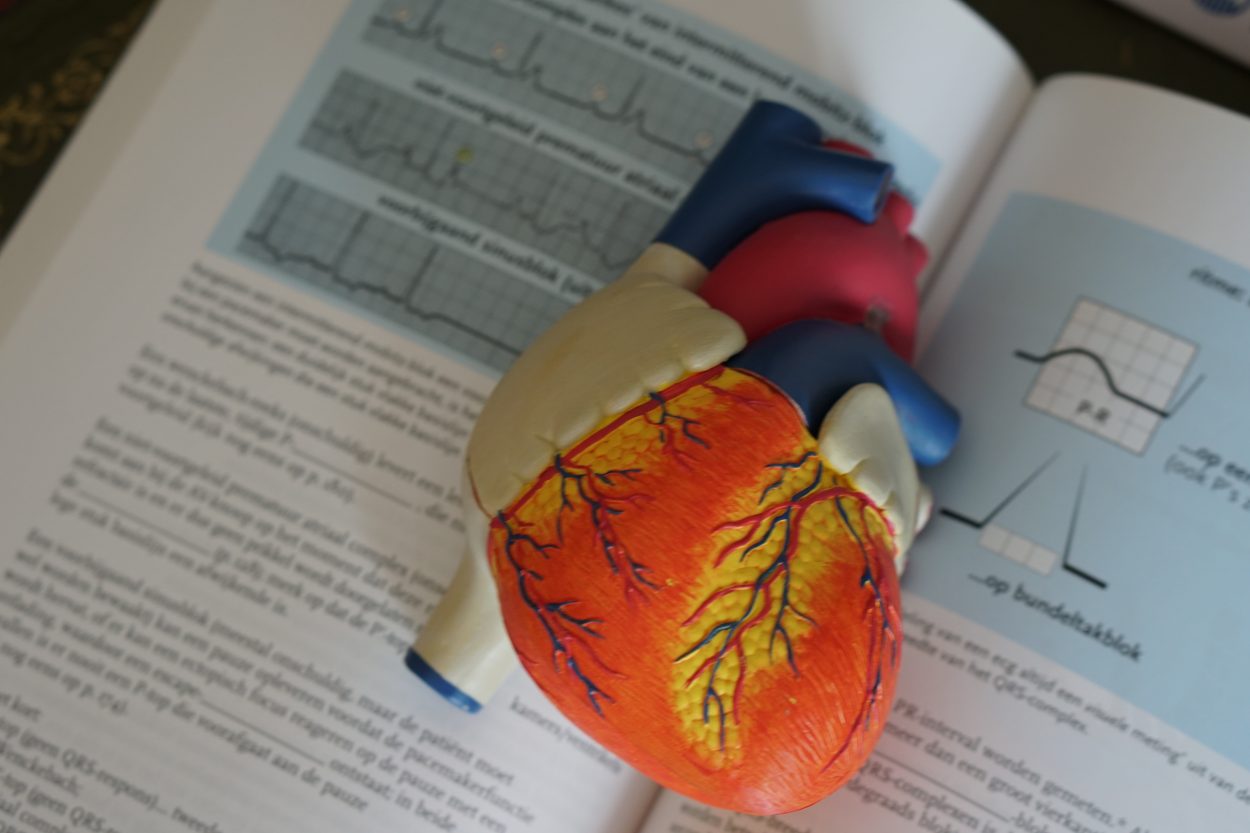A small 3D model of a heart.