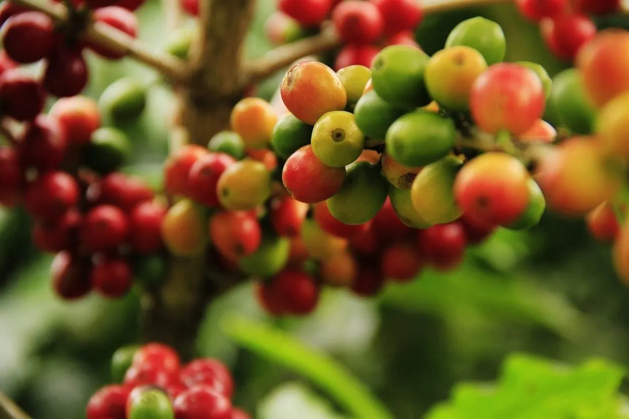 Coffee fruits.