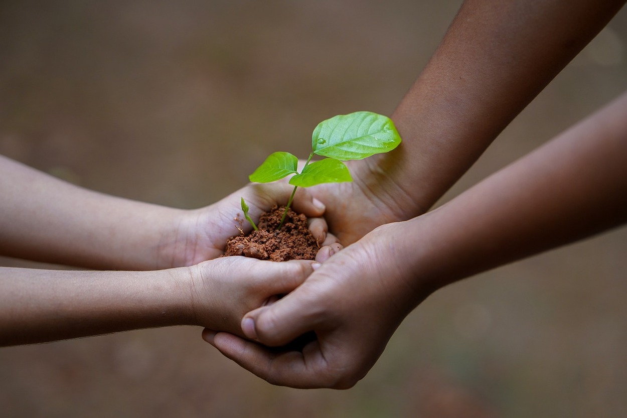Hands, plant and soil.