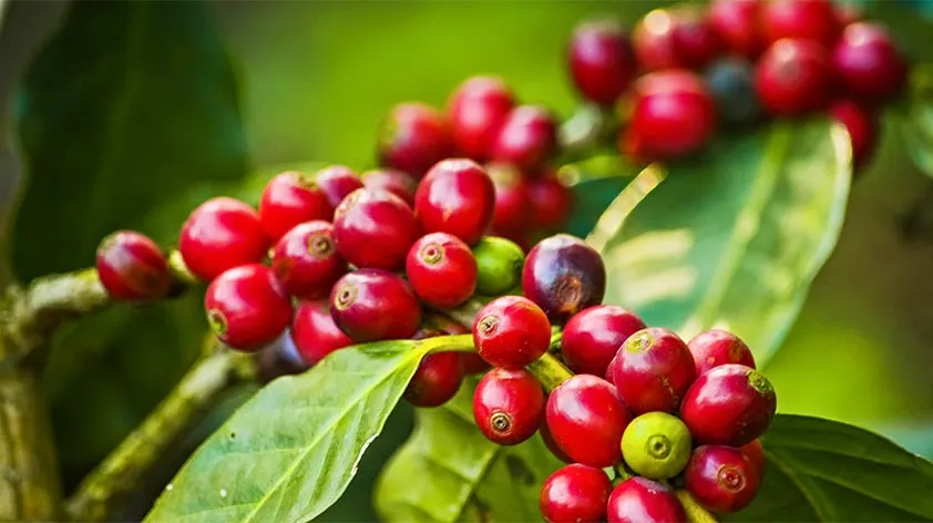 Coffee Fruit Plant