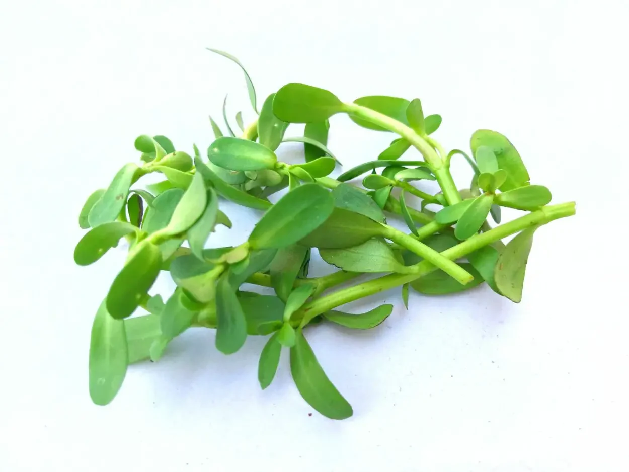 bacopa plant